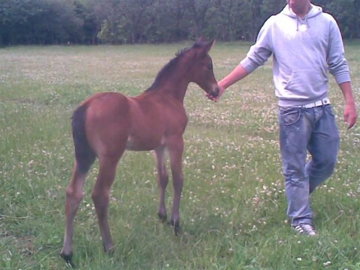 Dansk Varmblod Rimplers Hector Pascal billede 4