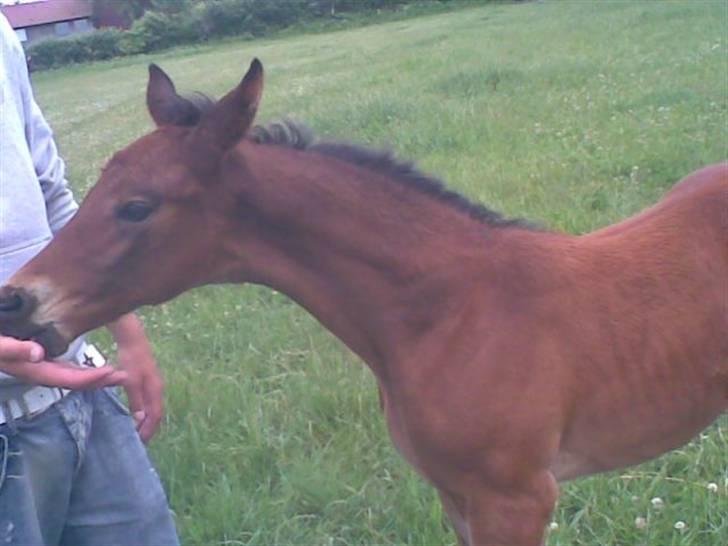 Dansk Varmblod Rimplers Hector Pascal - søde følle billede 5