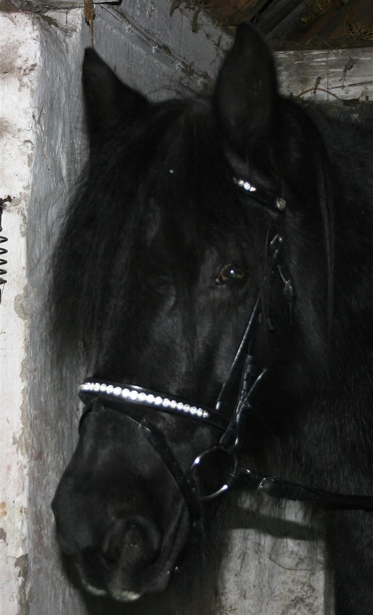 Fell pony Tunstall Jade billede 8