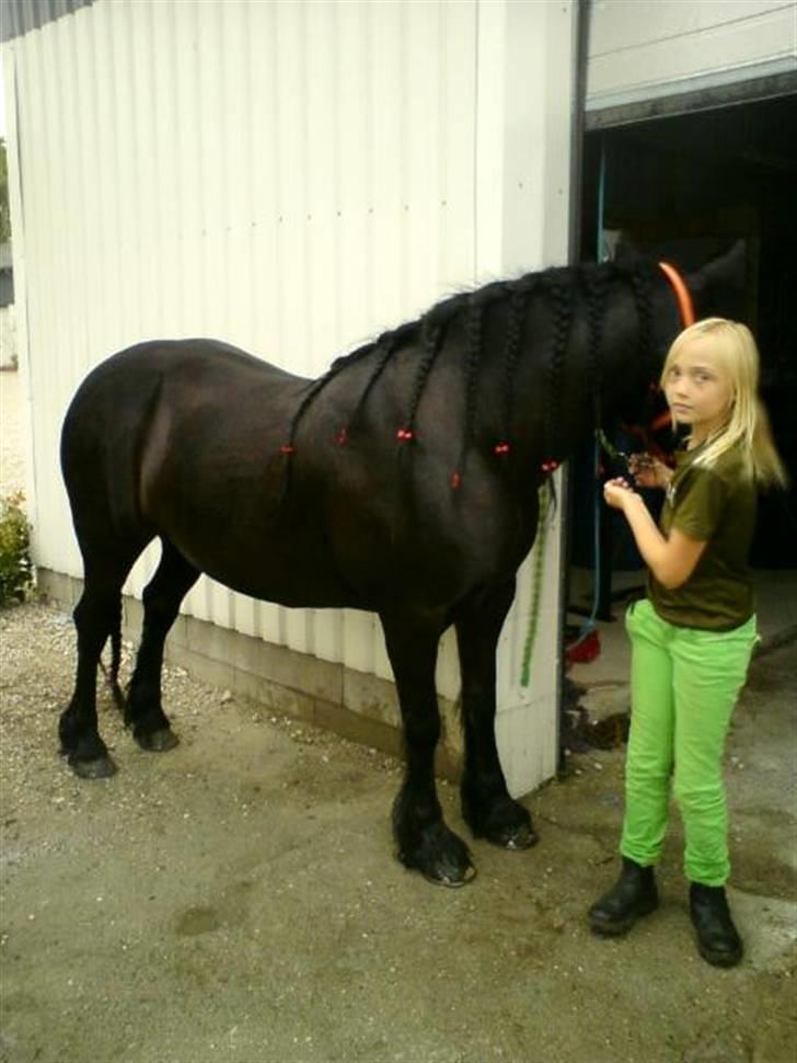 Fell pony Tunstall Jade billede 9