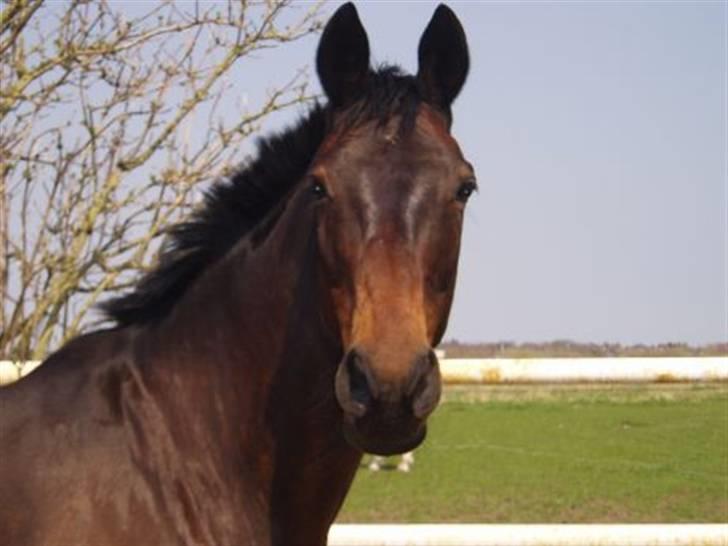 Trakehner Herina billede 1