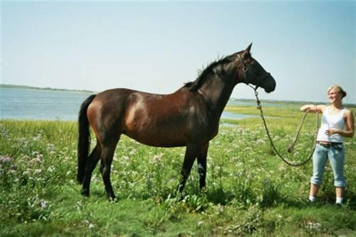 Trakehner Herina billede 2