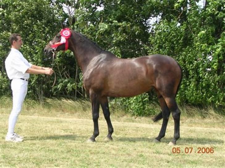 Trakehner Herina - DV 2006 billede 3