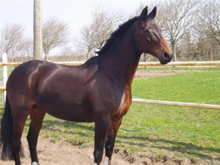 Trakehner Herina billede 4