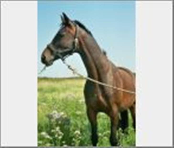 Trakehner Herina billede 5