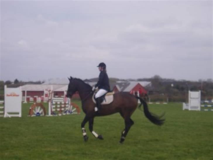 Trakehner Herina billede 6