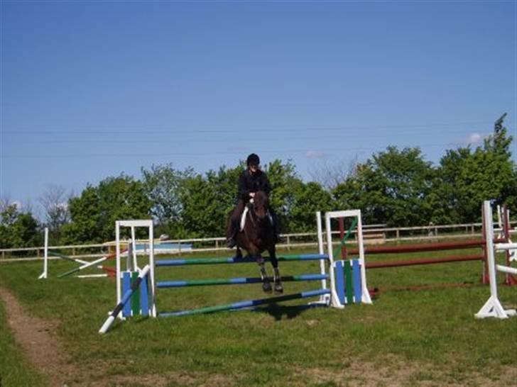 Trakehner Herina billede 7