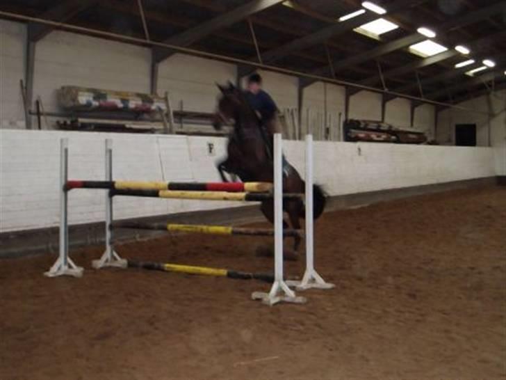 Trakehner Herina - musse og mig billede 8