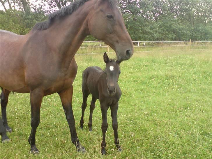 Trakehner Herina - lille mor:) billede 9
