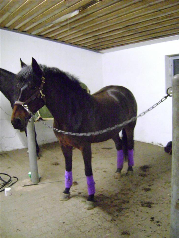 New Forest SOLGT :'( Tanholt Limara billede 6