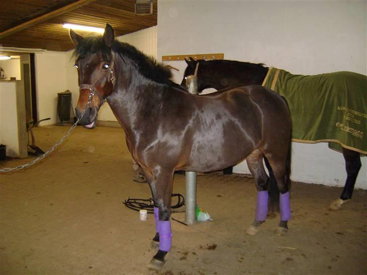 New Forest SOLGT :'( Tanholt Limara billede 7