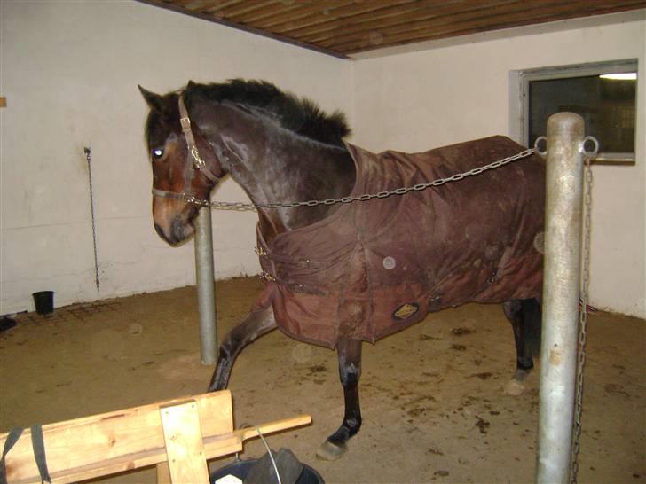 New Forest SOLGT :'( Tanholt Limara - Hit med en godbid! billede 8
