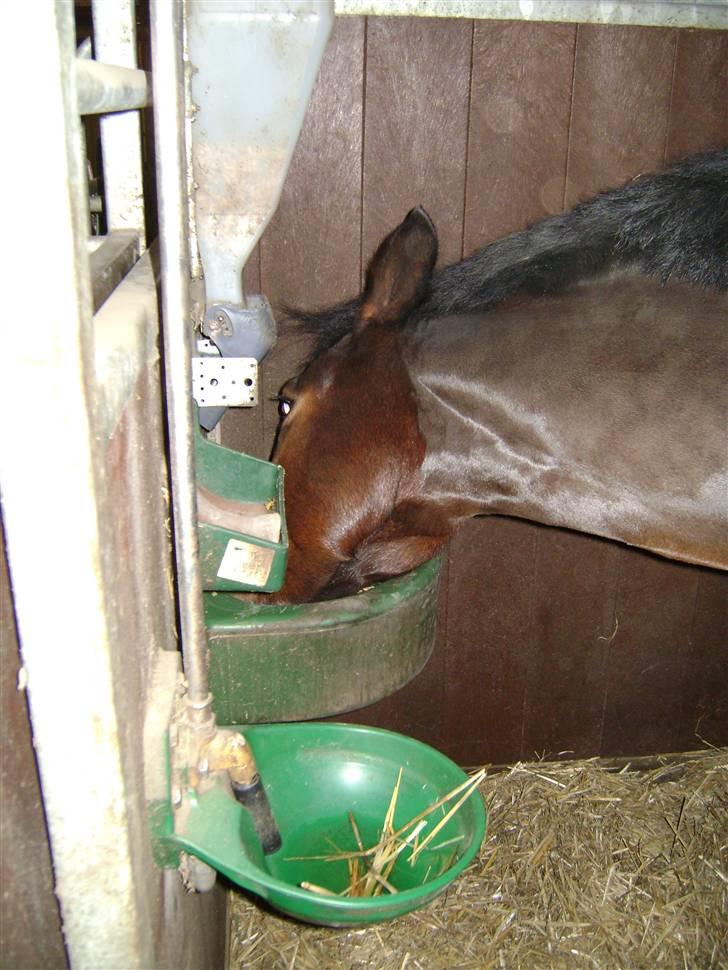 New Forest SOLGT :'( Tanholt Limara - Mmm... mamse:-) billede 9