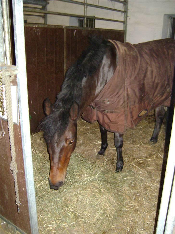 New Forest SOLGT :'( Tanholt Limara billede 10