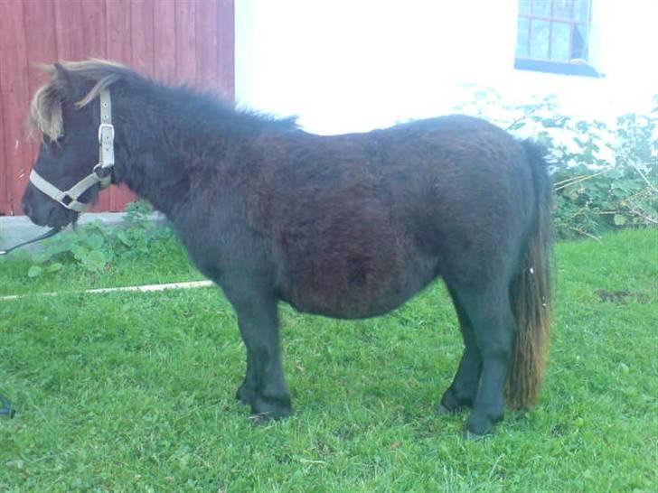 Shetlænder Birkedals Annabell billede 9