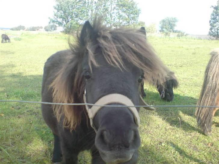 Shetlænder Birkedals Annabell billede 10