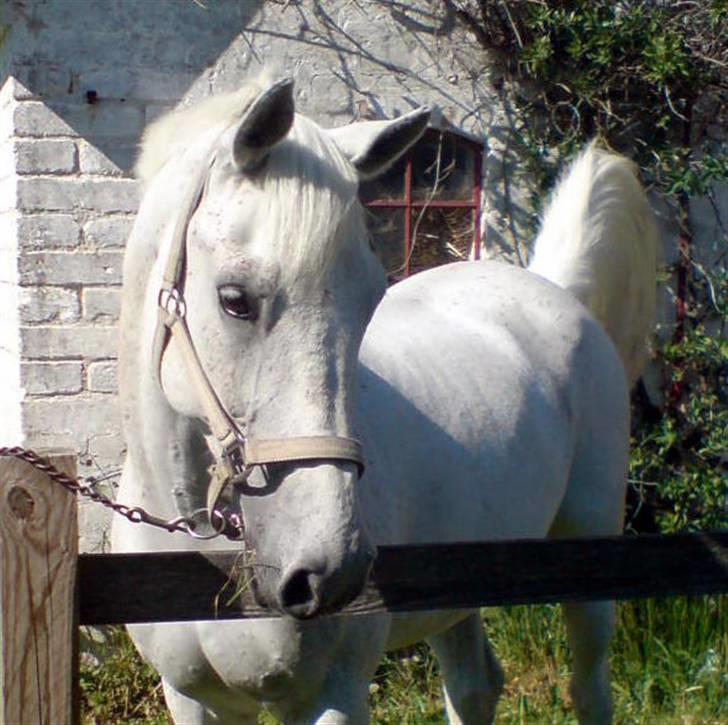 Anden særlig race Guido (solgt) :'( - 18. jeg elsker dig guido! kan ikke forestille mig ikke at ha dig! :´). du betyder mere end nogen anden, du er fantastisk? :´) <3 . billede 18