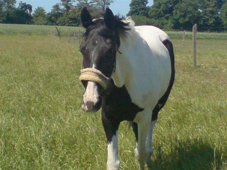 Pinto Pinto <3 (Aflivet) R.I.P. billede 6