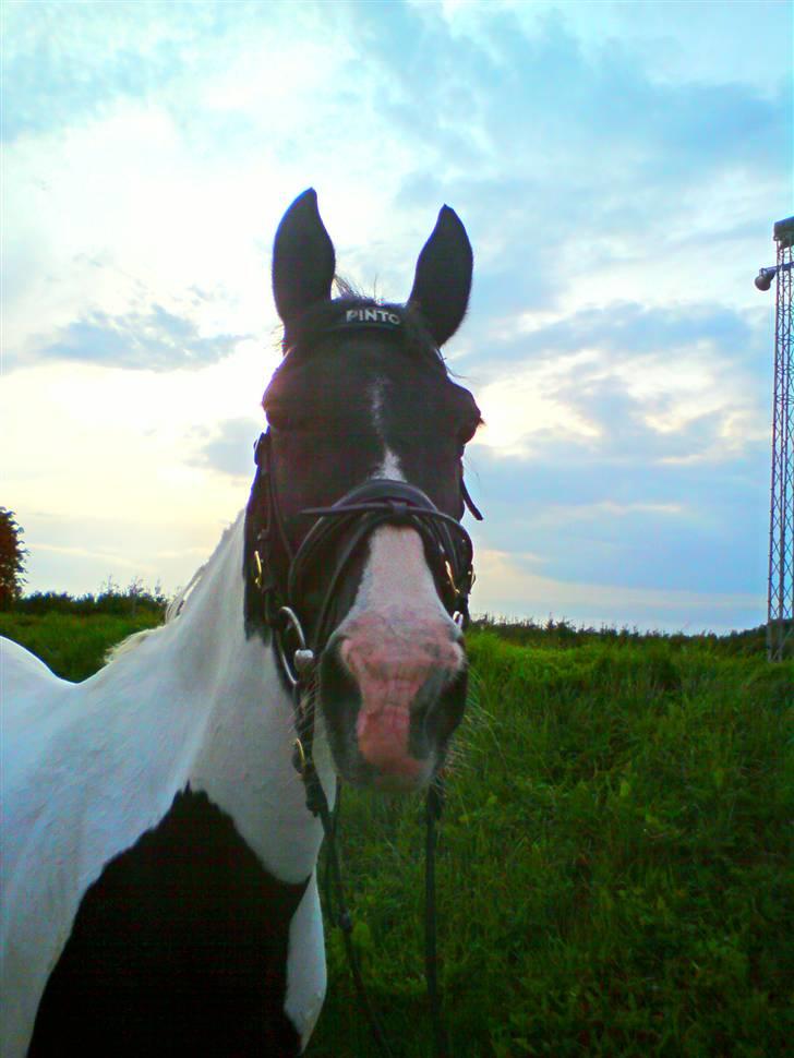 Pinto Pinto <3 (Aflivet) R.I.P. billede 8