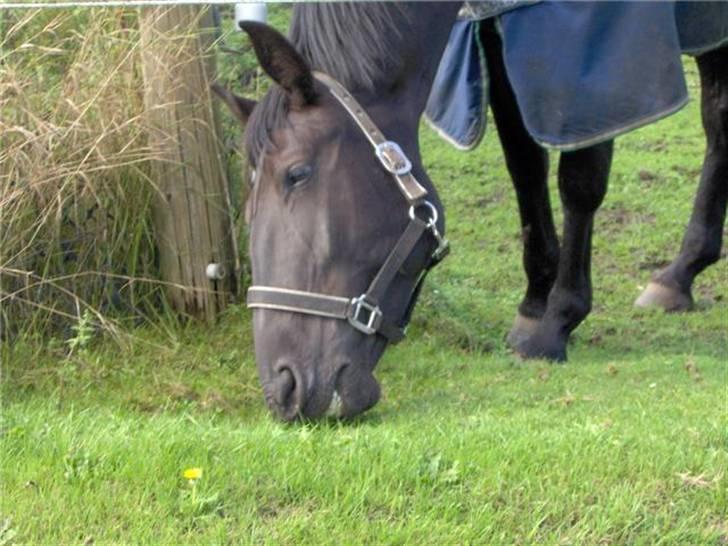 Oldenborg *SOLGT* Krogsgaards Bláze billede 2