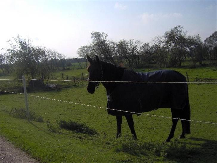 Oldenborg *SOLGT* Krogsgaards Bláze billede 3