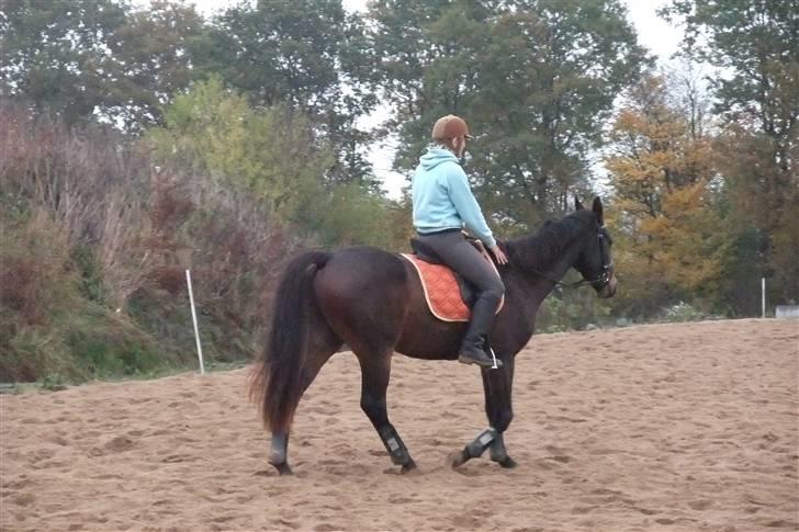 Dansk Varmblod Niendamgaards Morgan - Janni er ude og prøve en tur på Morgan. Det gik super fint. billede 6