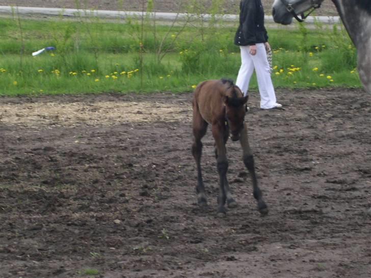Anden særlig race Milancio S - 2 dage gammel og kun ude på at lave numre billede 8