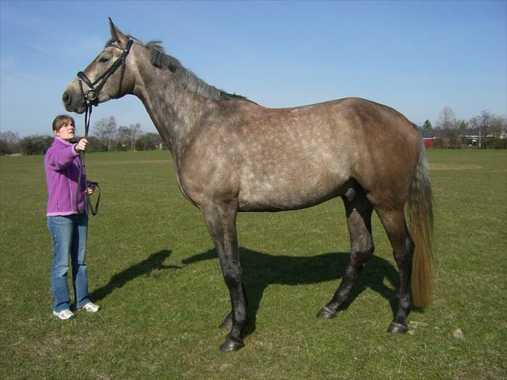 Anden særlig race Milancio S - Laila holder Milancio til Fælledridtet i 2010, inden han skal ud og gå 15 km distance med Helene. billede 9