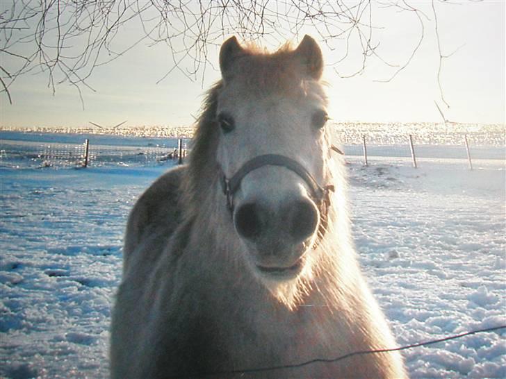 Anden særlig race Musse <3 (DØD) - 1.sådan her ser hun ud og vinteren billede 1