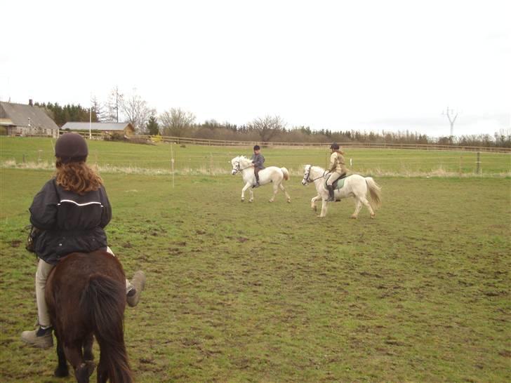 Welsh Mountain (sec A) Bianca  - løber om kamp med felix det er så sjovt billede 12