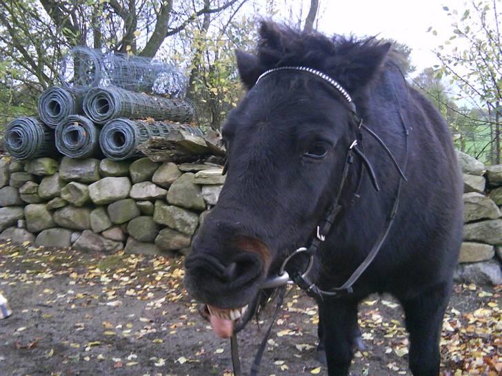 Anden særlig race munik -  munik du må ikke rigge tunge billede 8