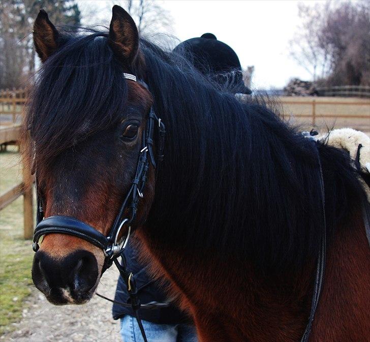 Welsh Pony (sec B) Gribsvads Tango | solgt | - Karenslyst (-; billede 4