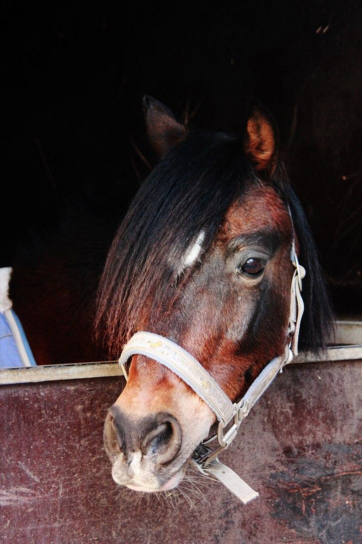Welsh Pony (sec B) Gribsvads Tango | solgt | - Hjemme (-; billede 6