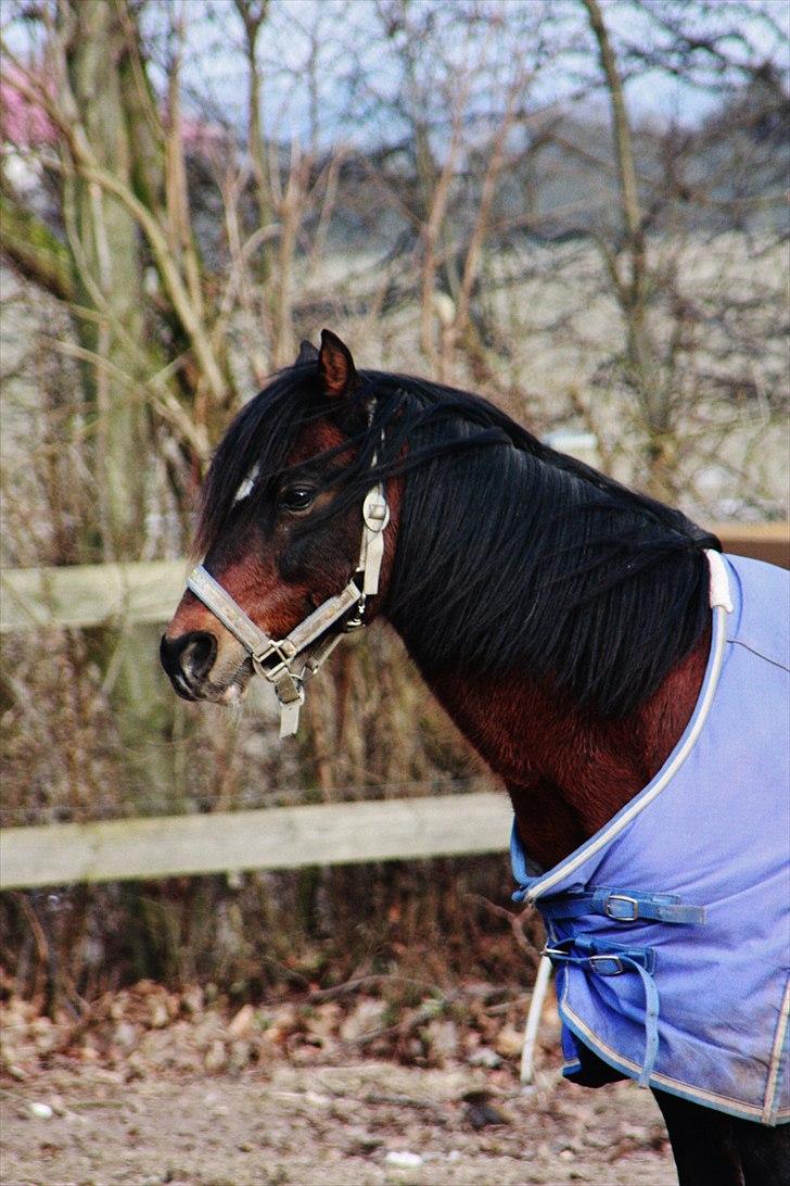 Welsh Pony (sec B) Gribsvads Tango | solgt | - SLR. billede 8