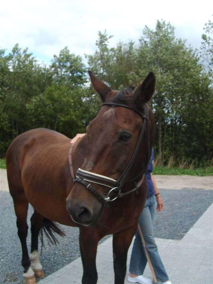 Anden særlig race Clay - Clay med hovedtøj på. billede 7
