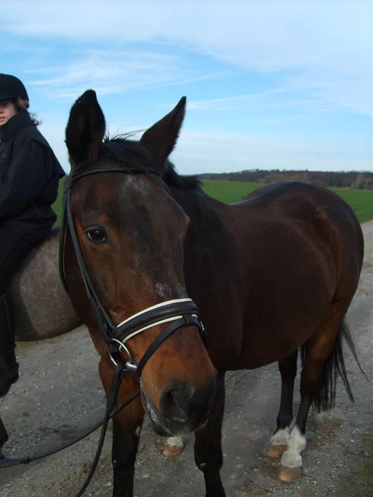 Anden særlig race Clay - Clay på skridteturen. billede 9