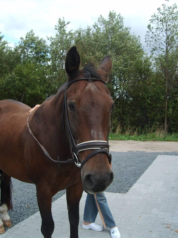 Anden særlig race Clay - Clay med hovedtøj på. billede 10