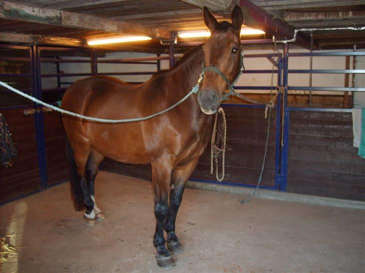 Anden særlig race Clay - Clay på staldgangen. billede 11