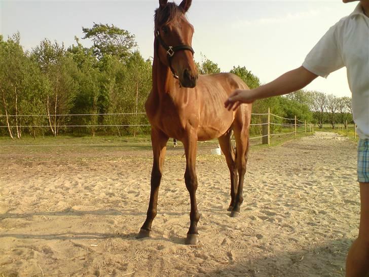 Dansk Varmblod Rimplers Hector Pascal billede 6