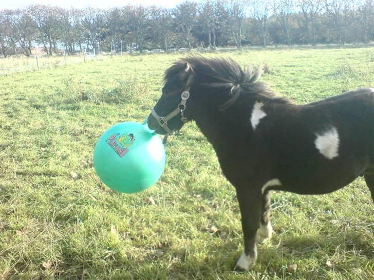 Anden særlig race Lille Elvis karock billede 16