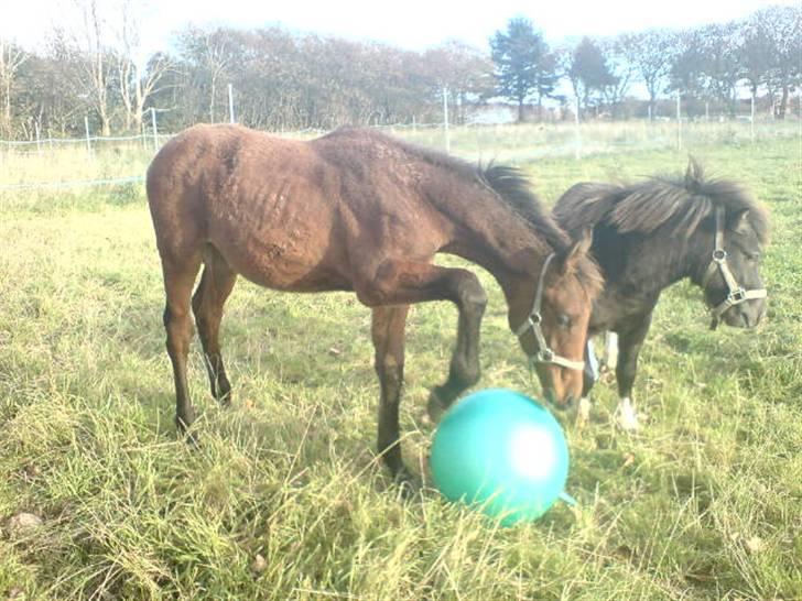 Dansk Varmblod Rimplers Hector Pascal billede 7