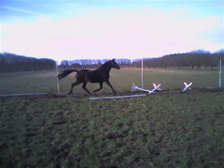 Trakehner Herina billede 10