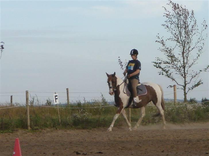 Pinto Speedy I I  billede 17