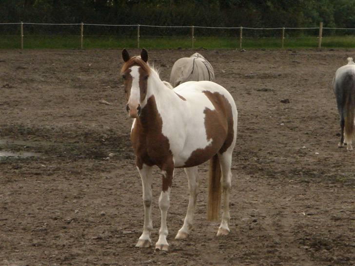 Pinto Speedy I I  billede 18