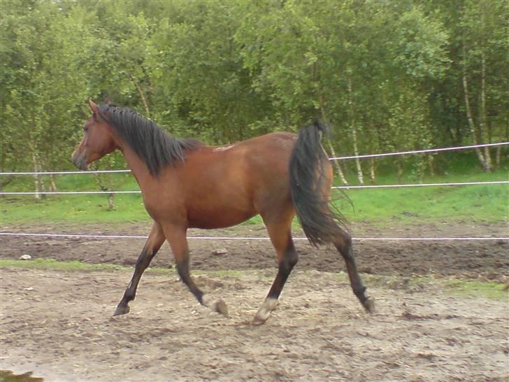 Pinto Araber Gantrup Zenia*solgt* billede 5