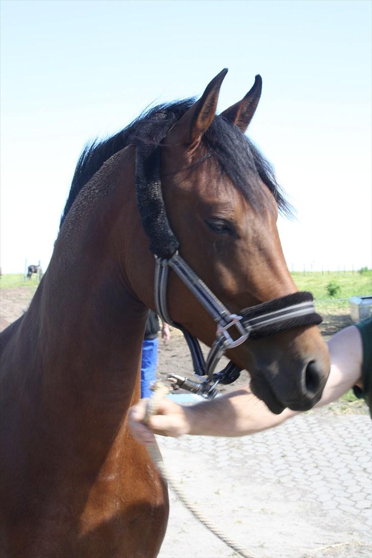 Pinto Araber Gantrup Zenia*solgt* billede 6