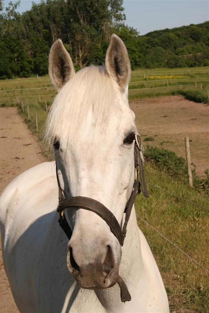 Connemara Tikærsgårds Dirch (solgt) - jeg savner dig så meget min lille skat! :(  billede 6