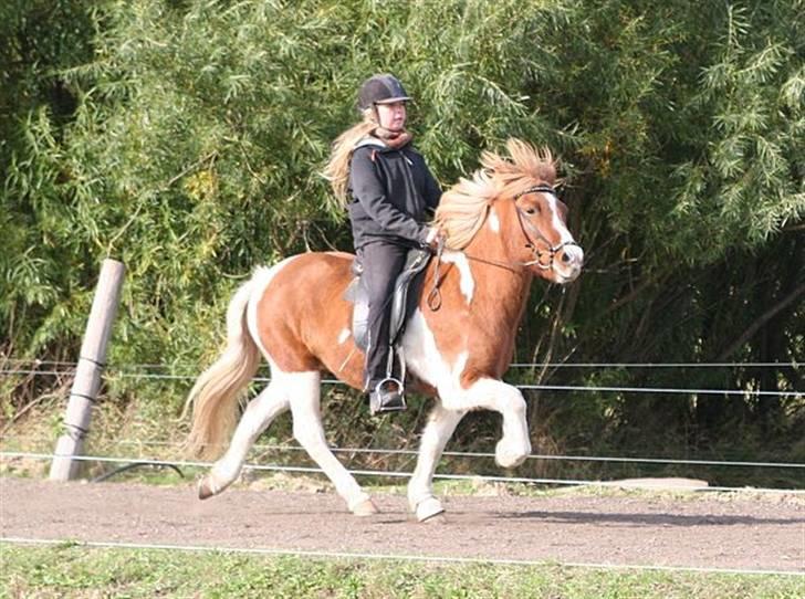 Islænder Falleg fra Thorsvighus - Miin smukke skønne Falleg<33 Foto Caro Storch xD billede 19