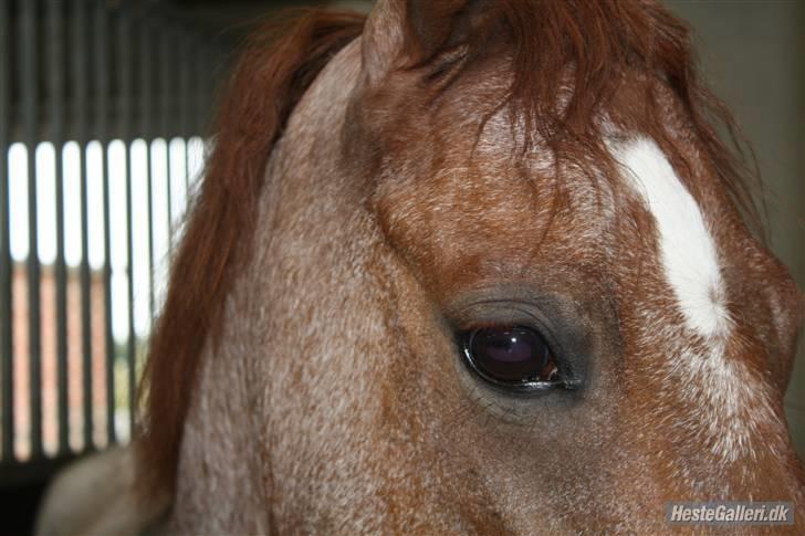 Welsh Pony (sec B) Bjerregårds Eros <3   - Eros´ smukke øje (: billede 5