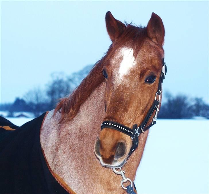 Welsh Pony (sec B) Bjerregårds Eros <3   - NYT! - Annemette som fotograf (: billede 7